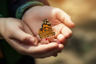 Illustration caught - Image 1