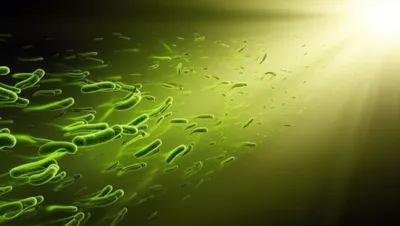 Illustration phototaxes - Image 1