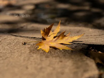 Illustration seasonally - Image 2