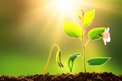 Illustration enhanced