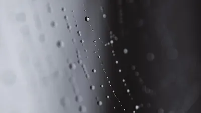 Illustration gossamer - Image 2