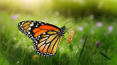 Illustration emerged - Image 1