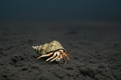 Illustration lowermost