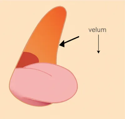 Illustration velar - Image 1