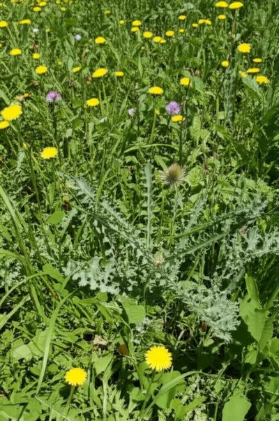 Illustration weedy - Image 3