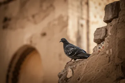 Illustration barbs - Image 1