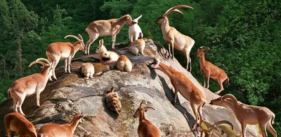 Illustration licks - Image 1