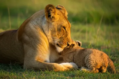 Illustration milky - Image 1