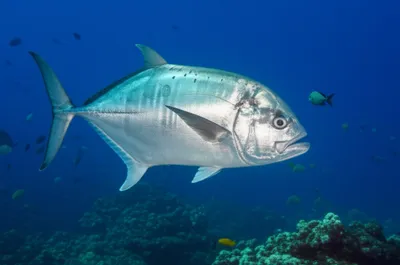 Illustration louvars - Image 1