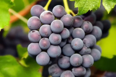 Illustration grapes - Image 1