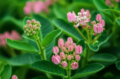 Illustration flowering - Image 1