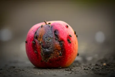 Illustration putrefy - Image 1