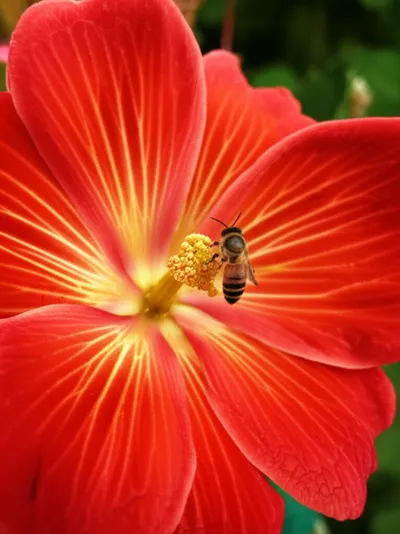 Illustration consummation