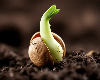 Illustration sprouted - Image 1