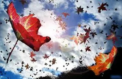 Illustration flurry - Image 2