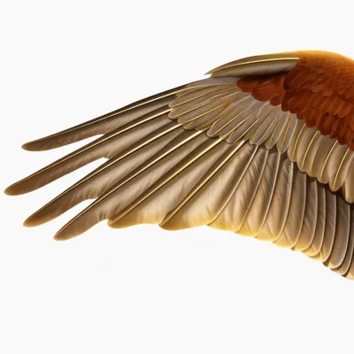 Illustration tertiary - Image 1