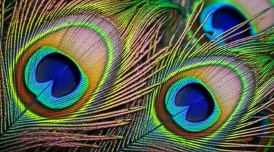 Illustration eyespot - Image 1