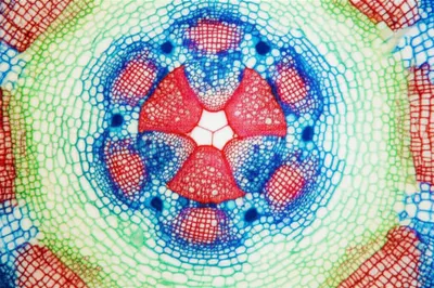 Illustration fascicles - Image 1