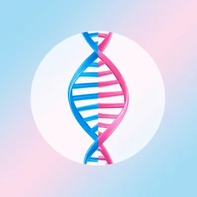 Illustration gametes - Image 1