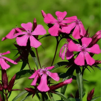 Illustration campion - Image 1