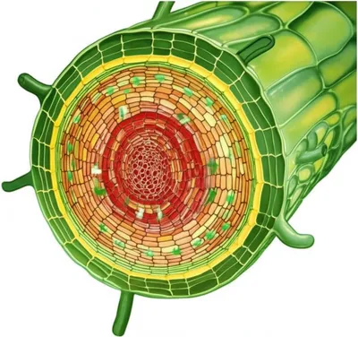 Illustration cambia - Image 1