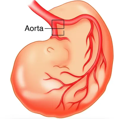 Illustration vitelline - Image 1