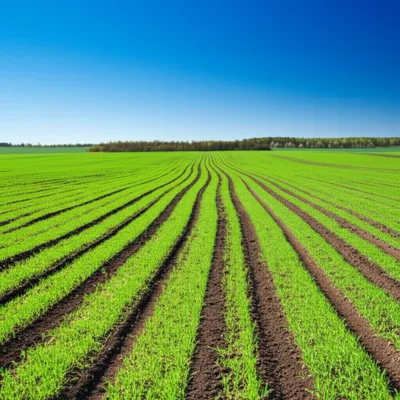 Illustration infield - Image 1