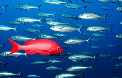 Illustration nonconformist - Image 1