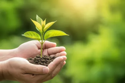 Illustration cherished