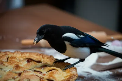 Illustration pie - Image 1