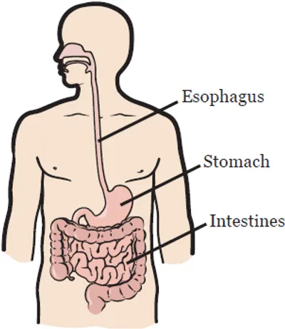 Illustration esophagus - Image 2