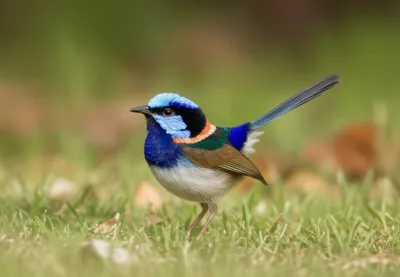 Illustration lapwings - Image 1