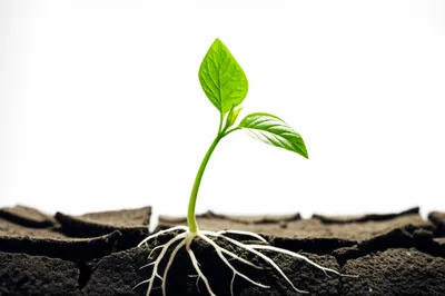 Illustration emerging - Image 1