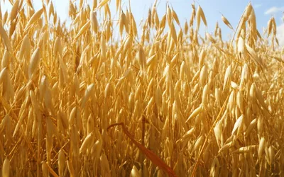 Illustration oat - Image 1