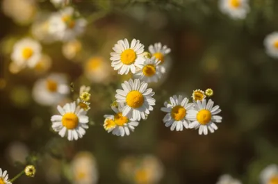 Illustration pyrethrum