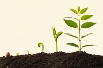 Illustration installments