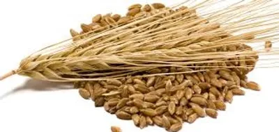 Illustration barley - Image 2