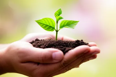 Illustration heart - Image 1