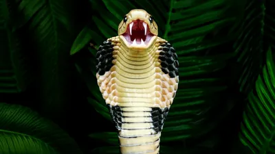 Illustration cobra - Image 1