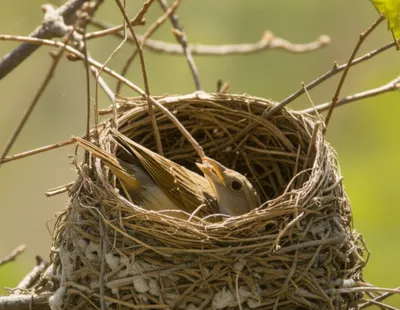 Illustration sticking - Image 1