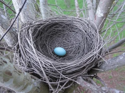 Illustration poaches - Image 1