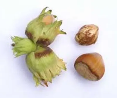 Illustration cob - Image 2