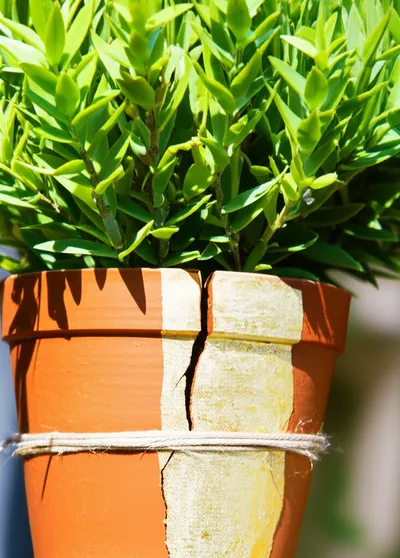 Illustration temperamental