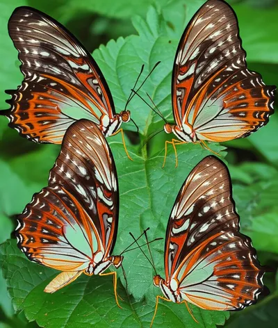 Illustration lacewings - Image 2