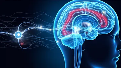 Illustration neurobiology