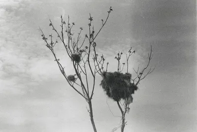 Illustration nests - Image 2