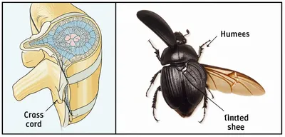 Illustration elytron - Image 1