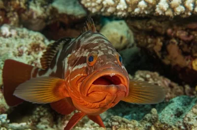 Illustration gaper - Image 1