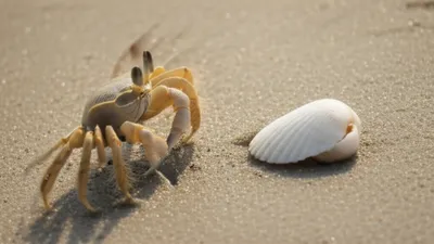 Hình ảnh minh họa sidles - Ảnh 1