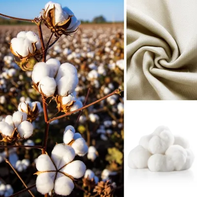 Illustration unbleached